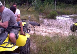 Kraanvoelkuiken braaf